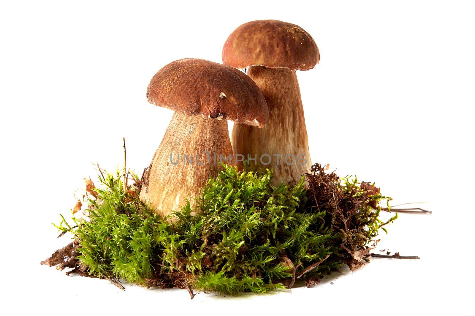 Boletus. Mushrooms and moss. Boletus on a white background. Isolated on white background