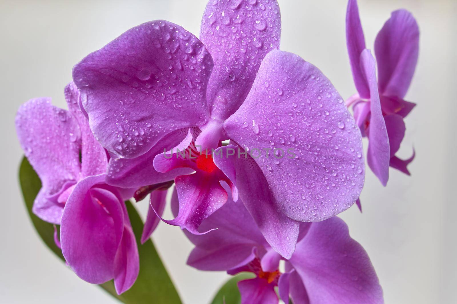 Close up of an orchid bud on white background. Pink orchid close up view background.