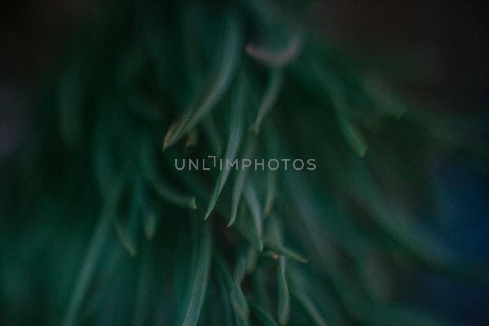 Macro photo of needles of a Christmas tree
