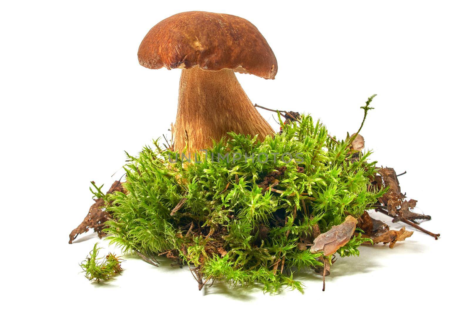 Beautiful boletus mushroom on moss. Isolated on studio white background