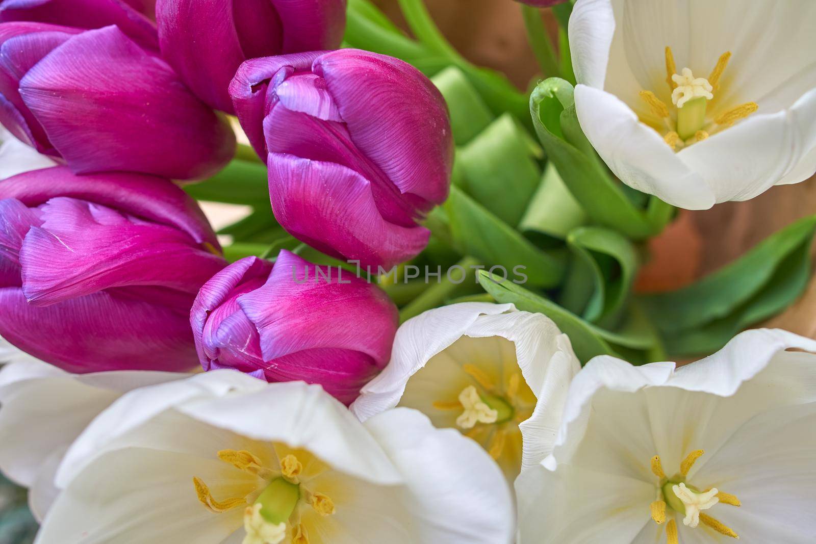 Bouquet of tulips. White and purple tulips.Beautiful blossoming tulip flower. Floral design. Nature background. Spring background with beautiful fresh flowers.
