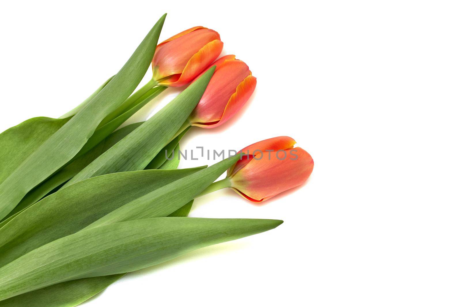 Side view of three small vivid red tulip flowers and green leaves isolated on white, beautiful indoor floral background photographed with small focus