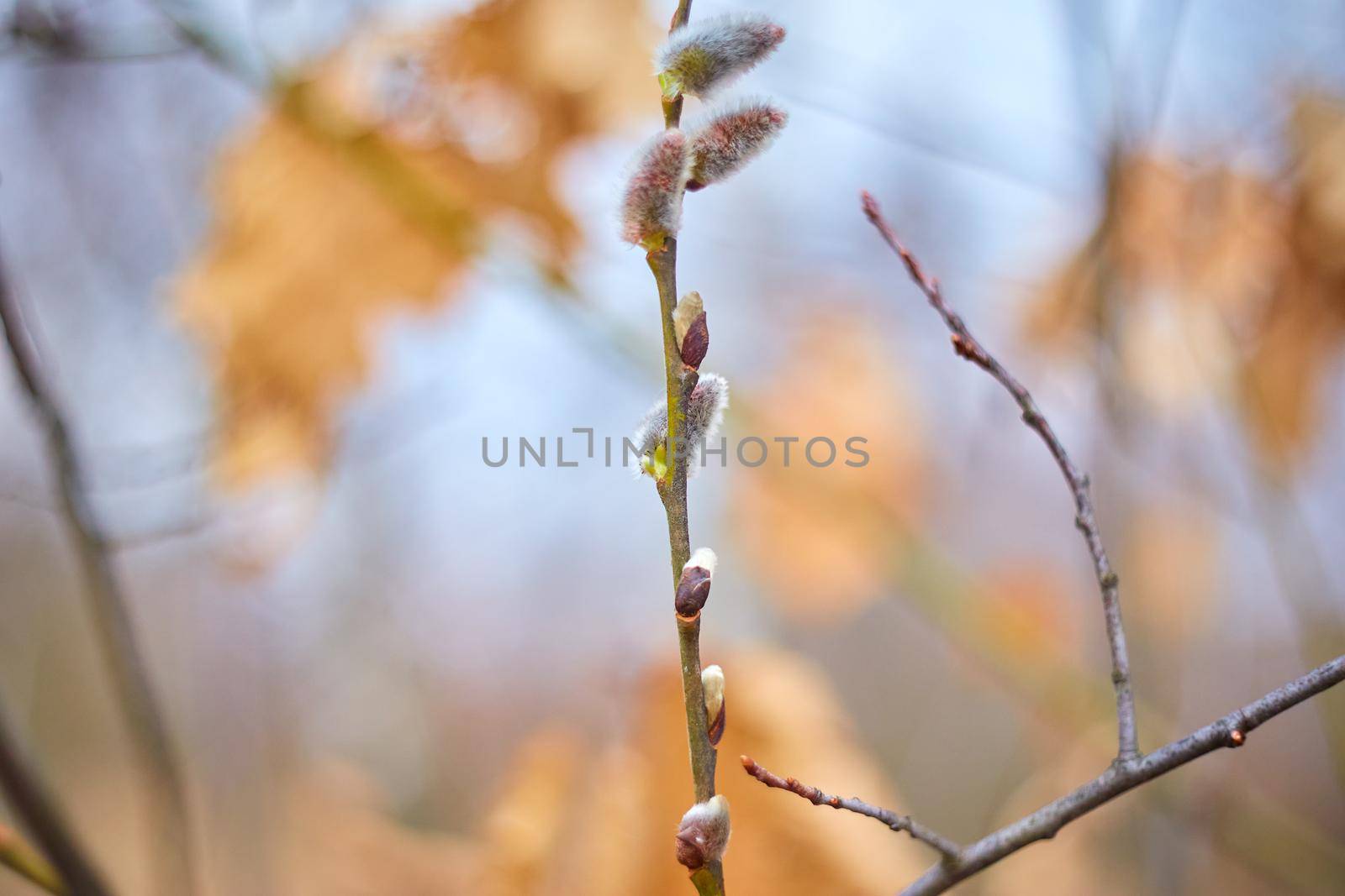 Flowering branch of pussy willow in the spring forest, selective focus, blurred background