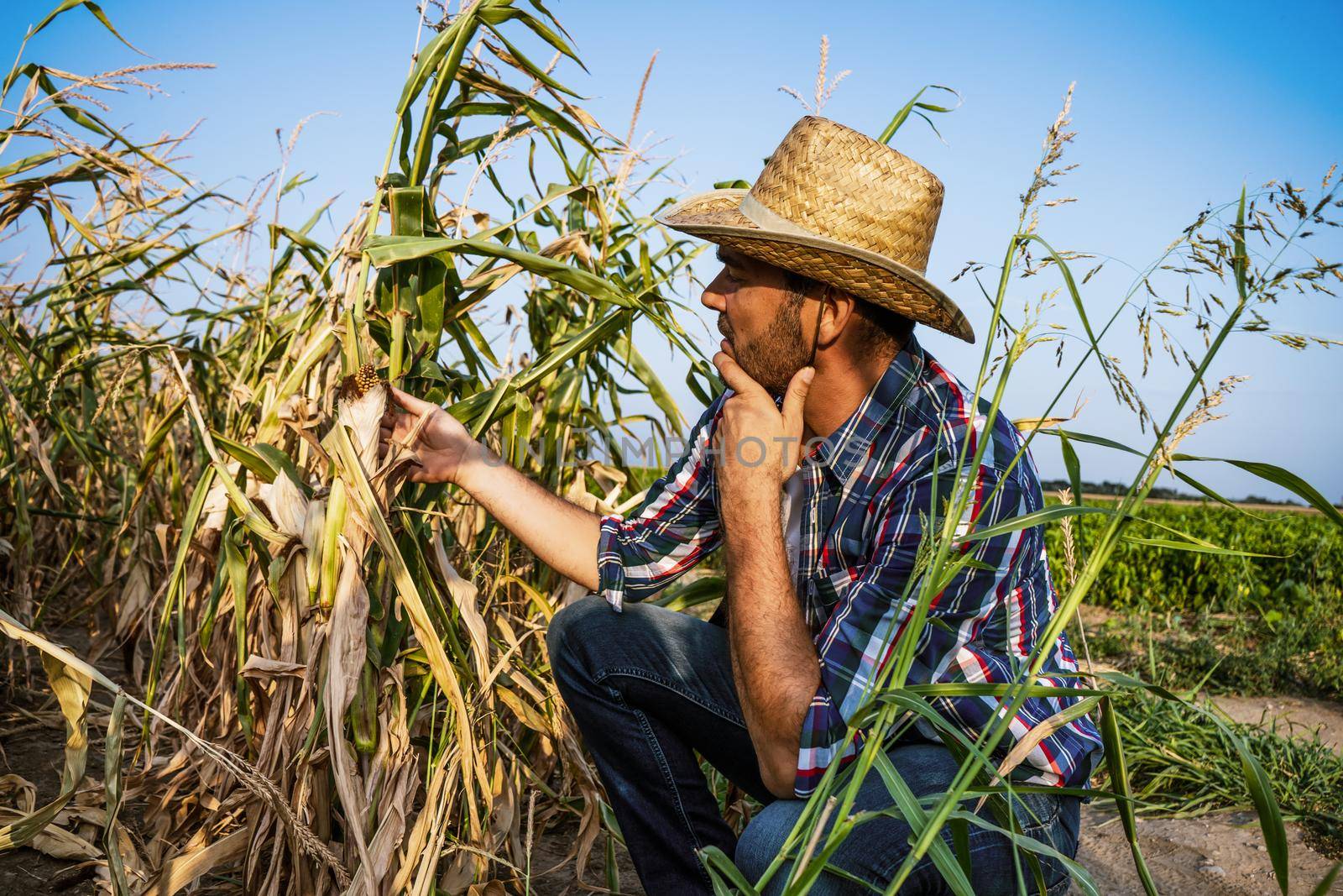 Farmer is looking at his dry corn field and examining crops.