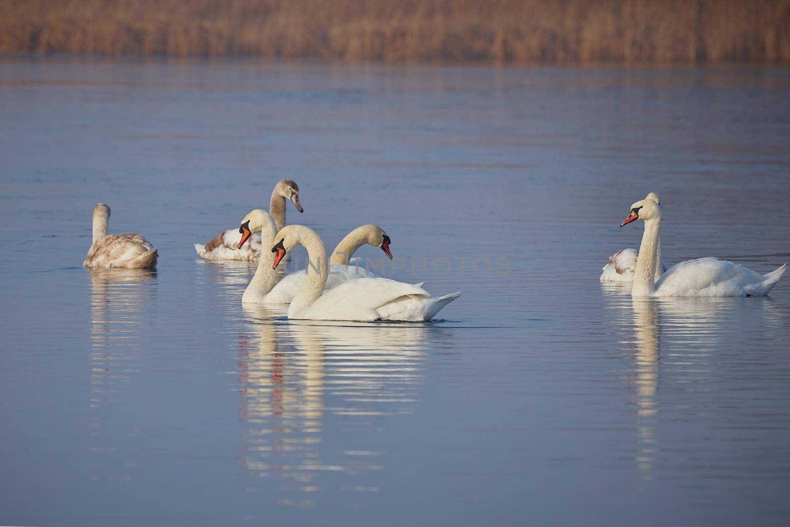 In winter, beautiful swans swim on the ice-free lake. Place of wintering swans, Belarus. Against the background of winter trees..