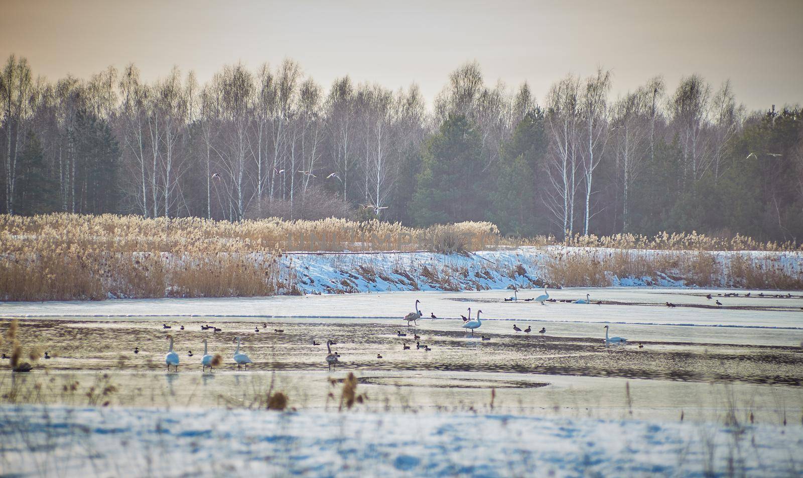 Beautiful white swans and ducks birds on frozen pond in winter time . by AliaksandrFilimonau