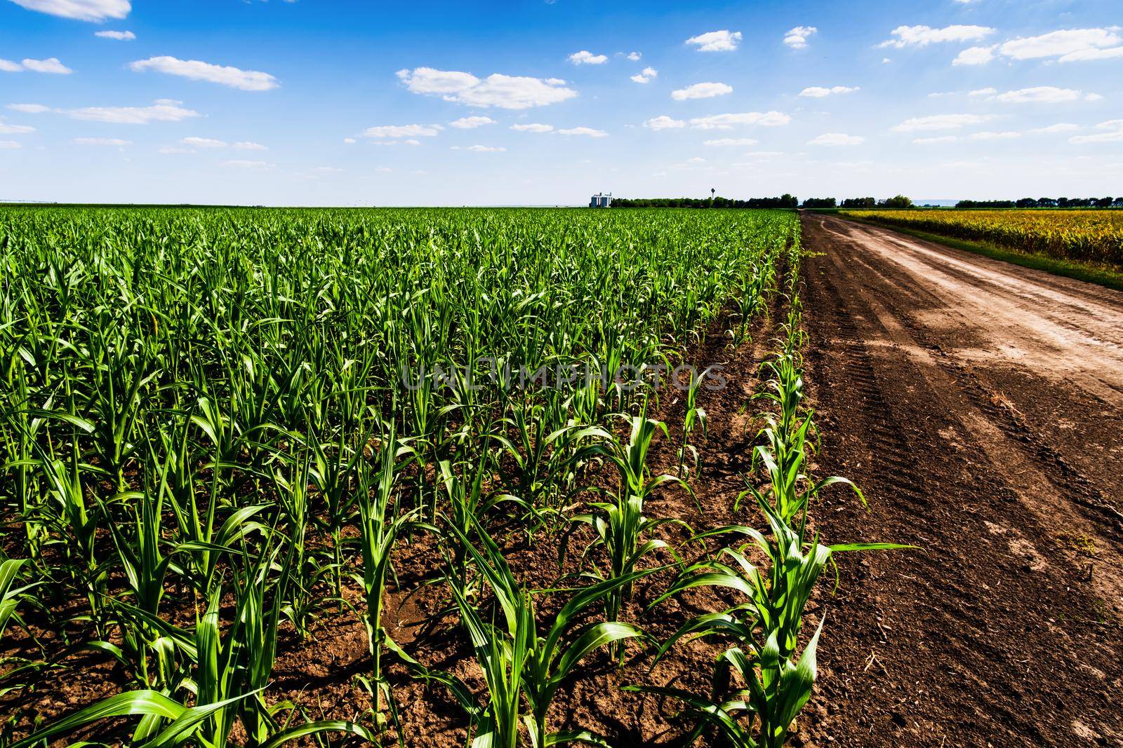 Corn field in summertime. Landscape image of green corn field with blue sky. Countryside scene with country road between two agricultural fields.
