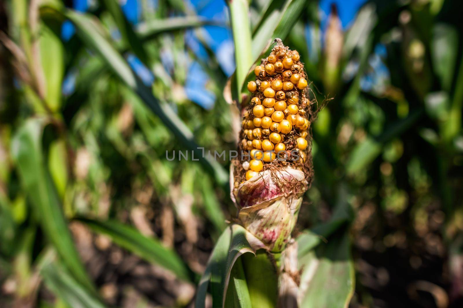 Corn field is damaged and drying because of long drought in summer. Close up of drying corn cob.