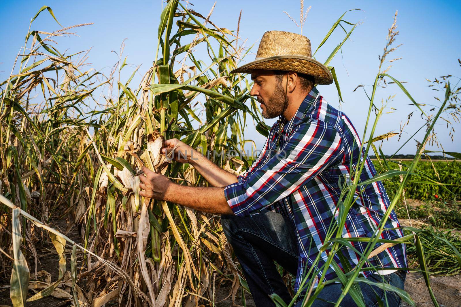 Farmer is looking at his dry corn field and examining crops.