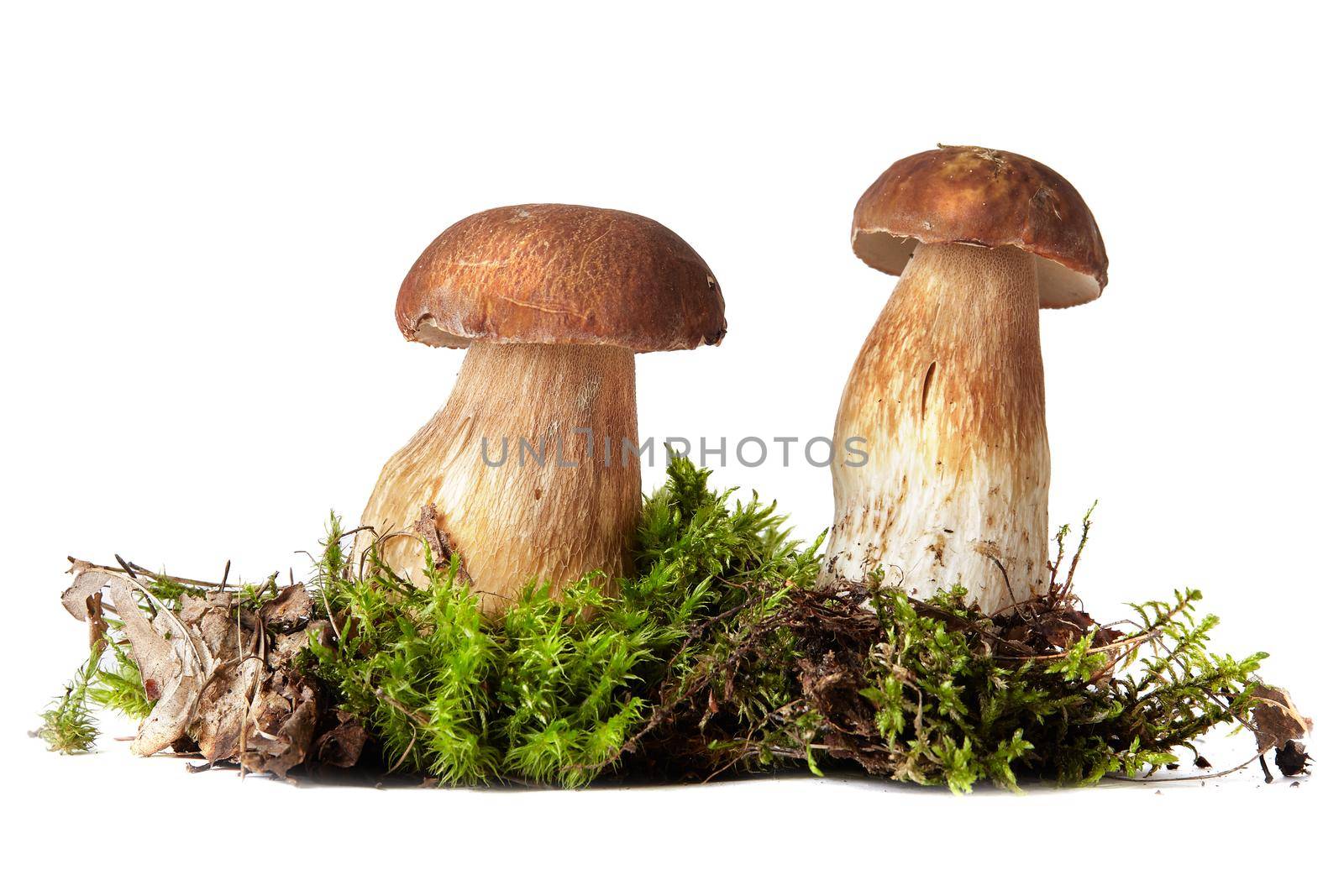 Boletus edulis isolated on white background.Boletus. Mushrooms and moss. Boletus on a white background. Isolated on white background