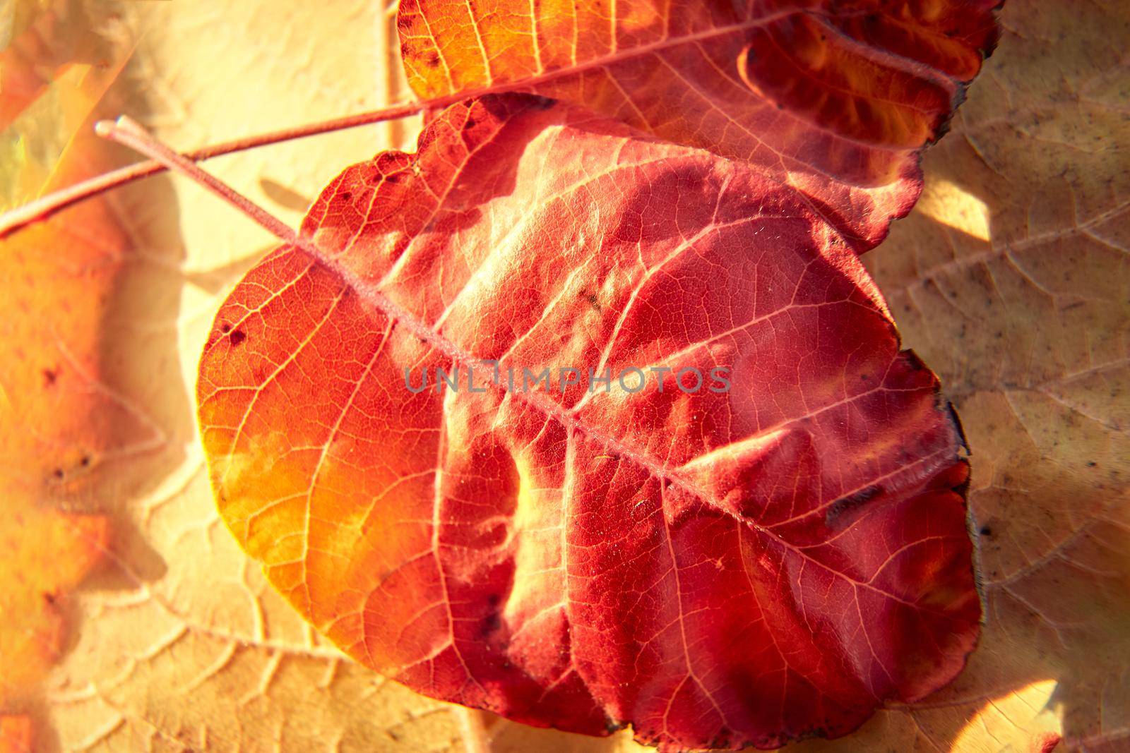 Red and Orange Autumn Leaves Background, Golden autumn in warm colors