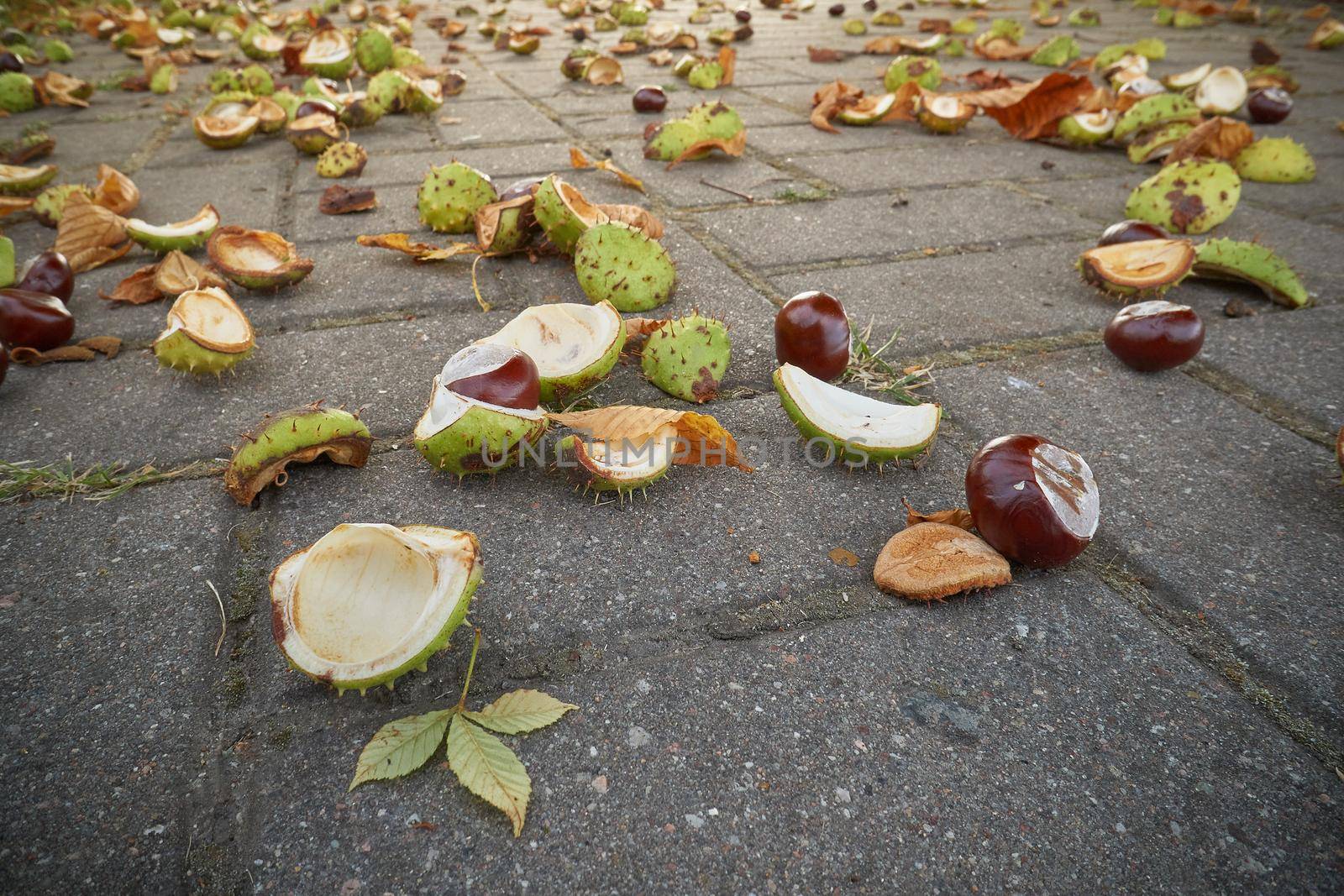 Conkers in open thorny shell on wet dark asphalt floor. Selected focus.
