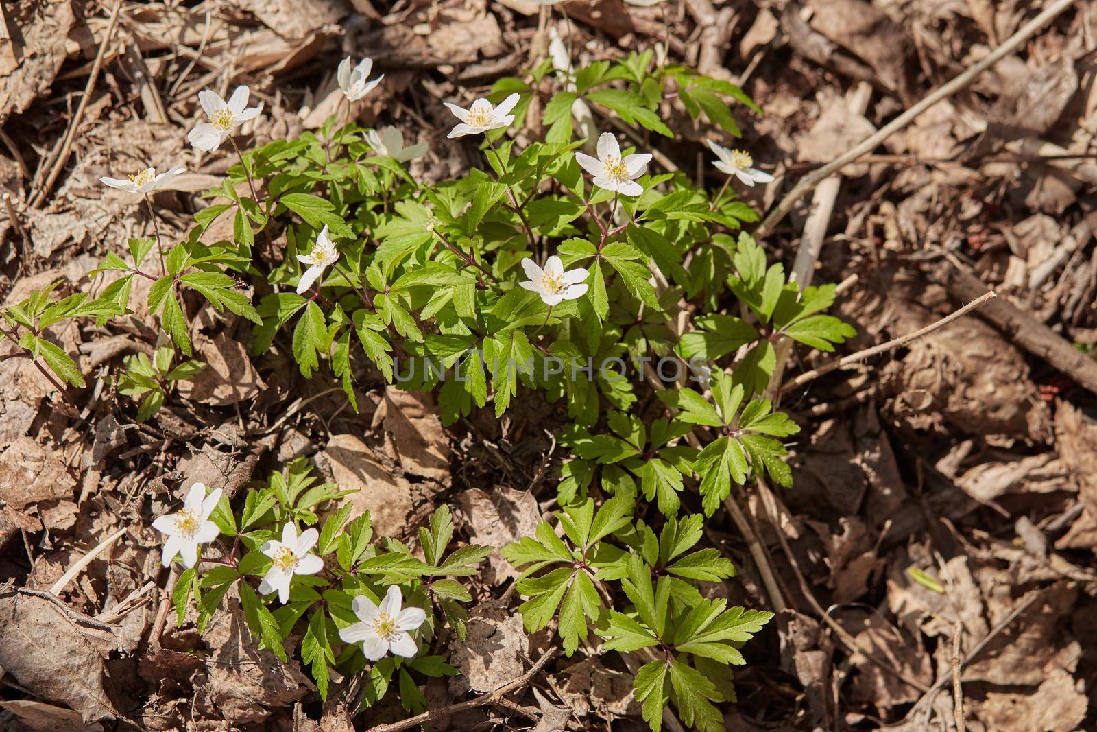 White spring snowdrops. Snowdrops field. Galanthus nivalis. Snowdrop spring flowers. Snowdrop or Galanthus.