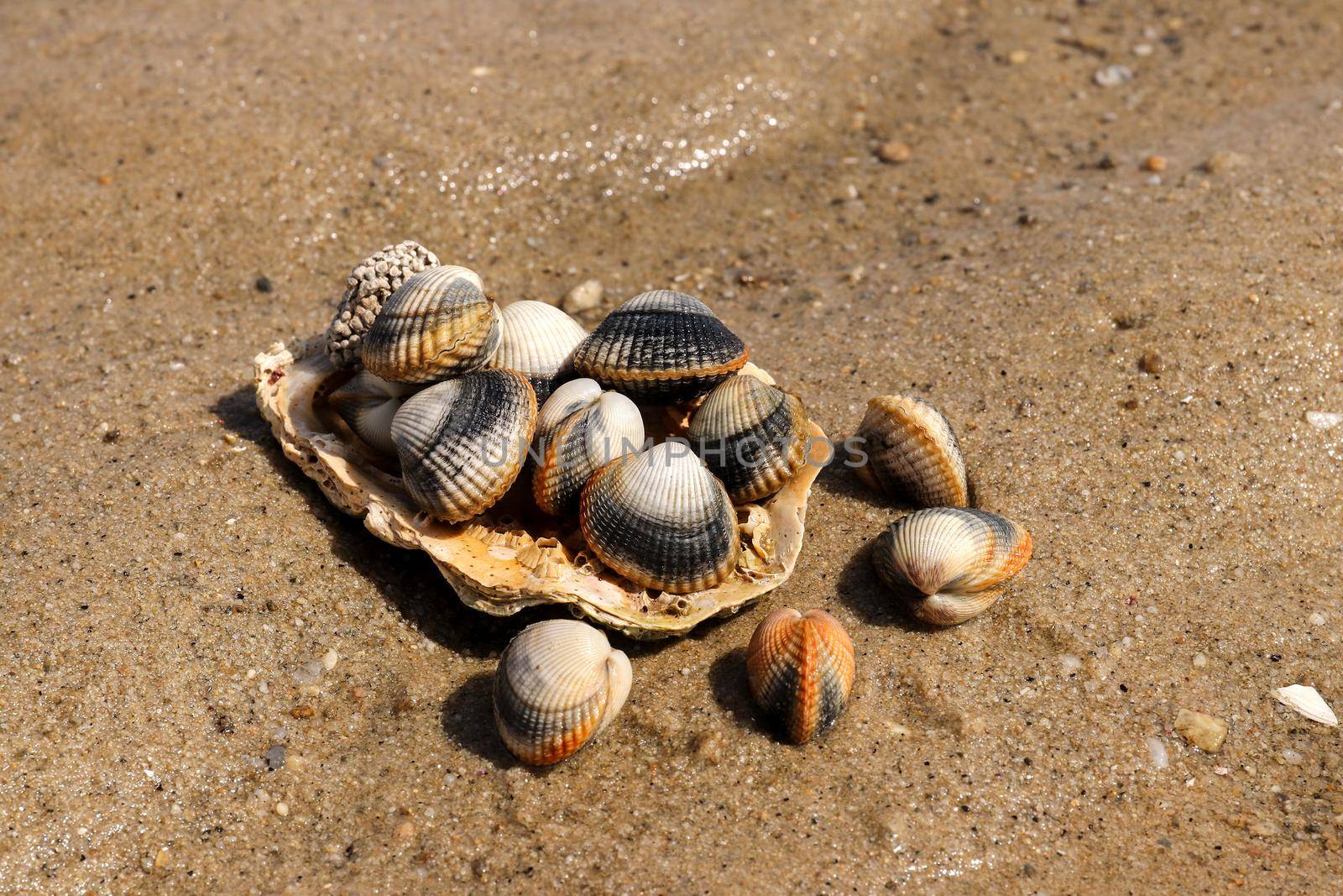 Common cockles on the sand - edible saltwater clams by Mibuch