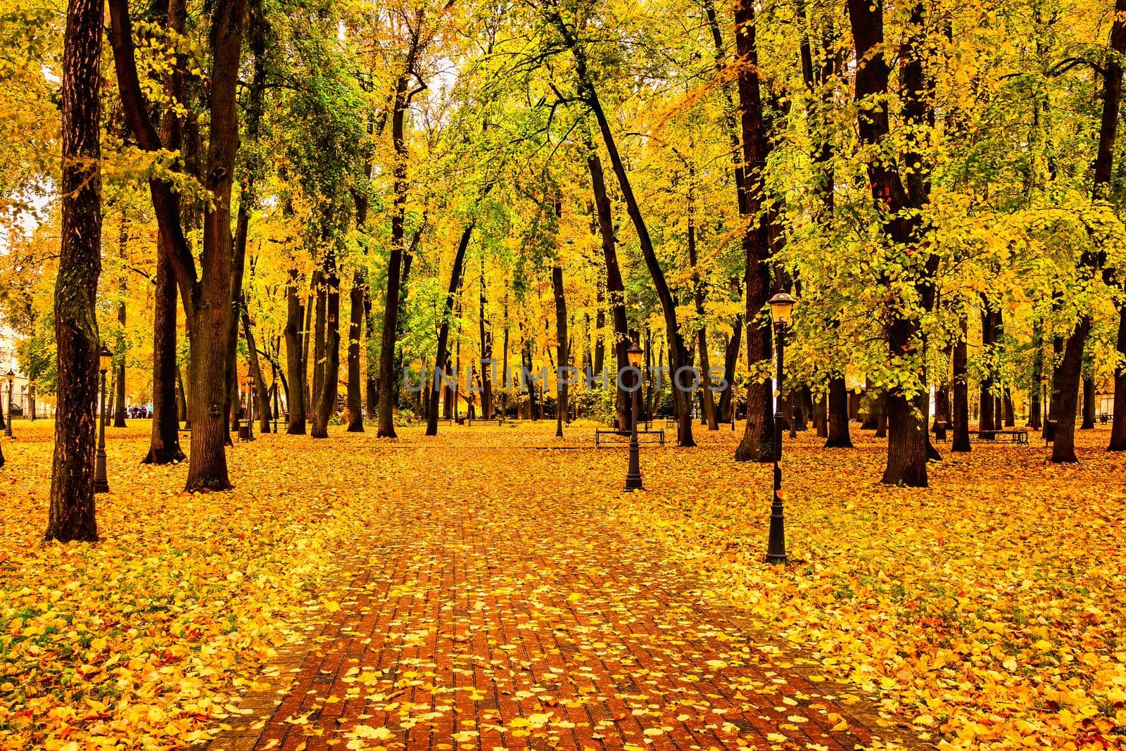 Golden autumn in a city park with trees and fallen yellow leaves on a cloudy day.