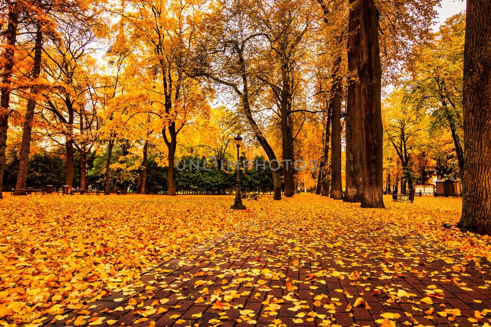 Golden autumn in a city park with trees and fallen yellow leaves on a cloudy day.