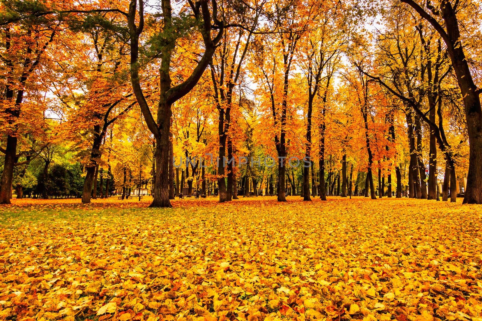 Golden autumn in a city park with trees and fallen leaves on a cloudy day. by Eugene_Yemelyanov