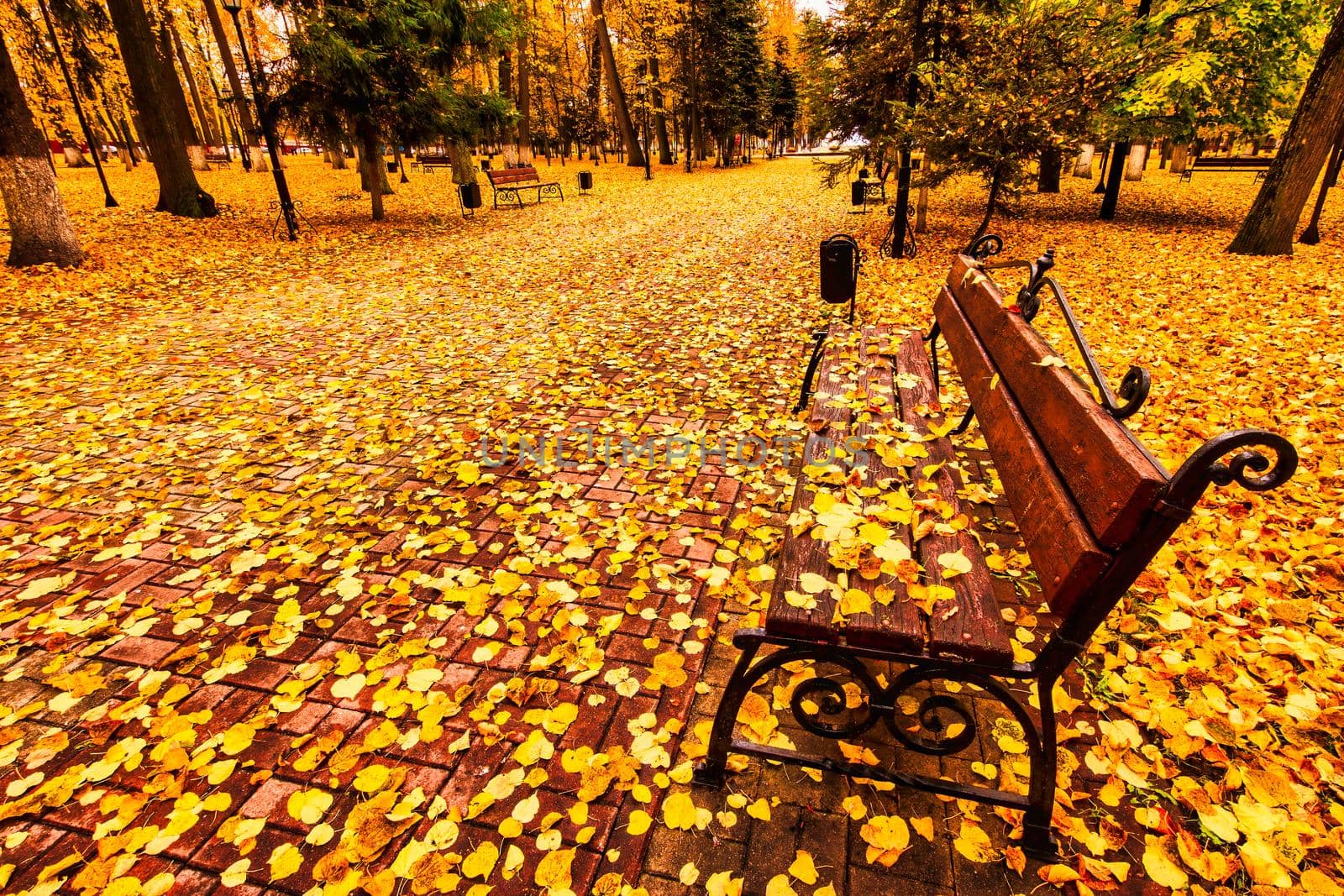 Golden autumn in a city park with trees and fallen leaves on a cloudy day. by Eugene_Yemelyanov