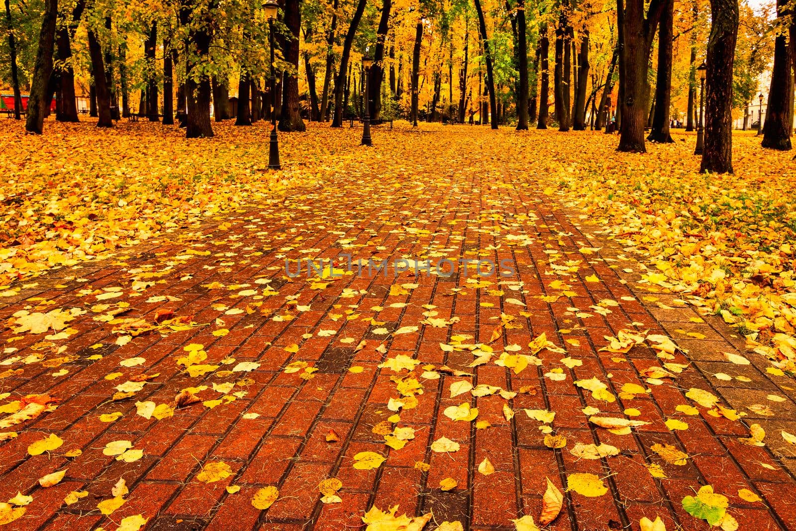 Golden autumn in a city park with trees and fallen yellow leaves on a cloudy day.