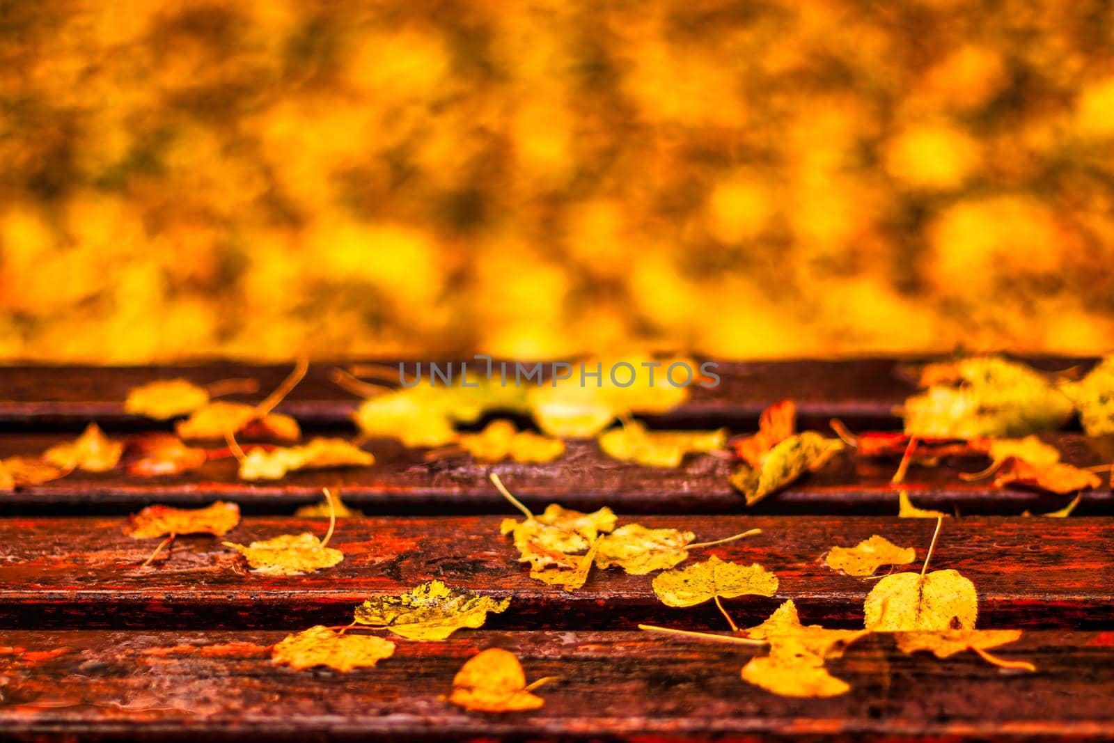 Bench with maple leaves in autumn park after rain. by Eugene_Yemelyanov