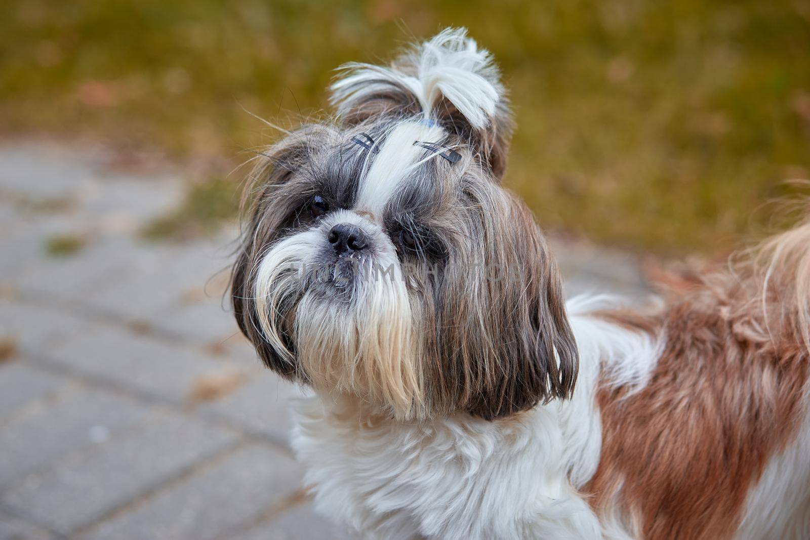 Little shih-tzu resting outdoors.Shih-Tzu puppy resting white space to the left