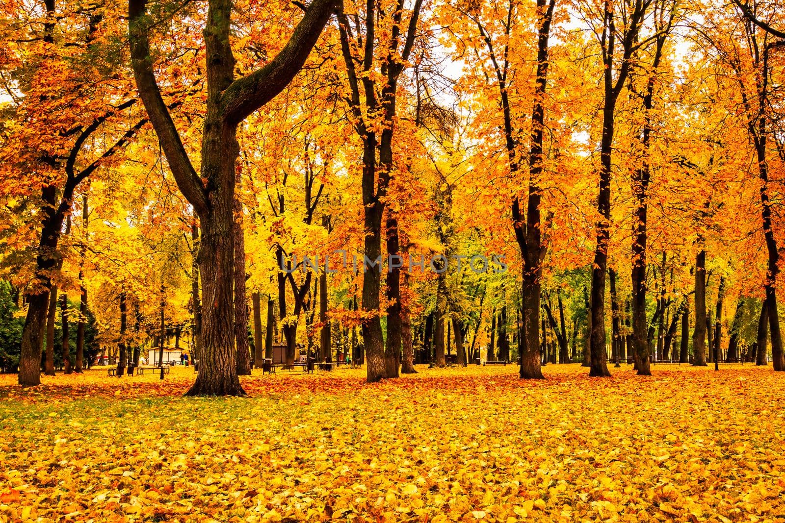 Golden autumn in a city park with trees and fallen yellow leaves on a cloudy day.