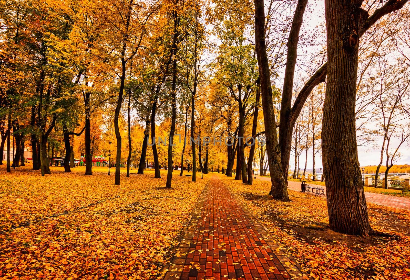 Golden autumn in a city park with trees and fallen yellow leaves on a cloudy day.