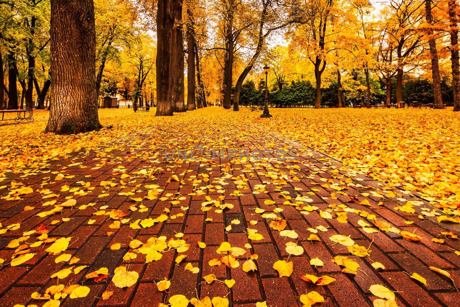 Golden autumn in a city park with trees and fallen leaves on a cloudy day. by Eugene_Yemelyanov