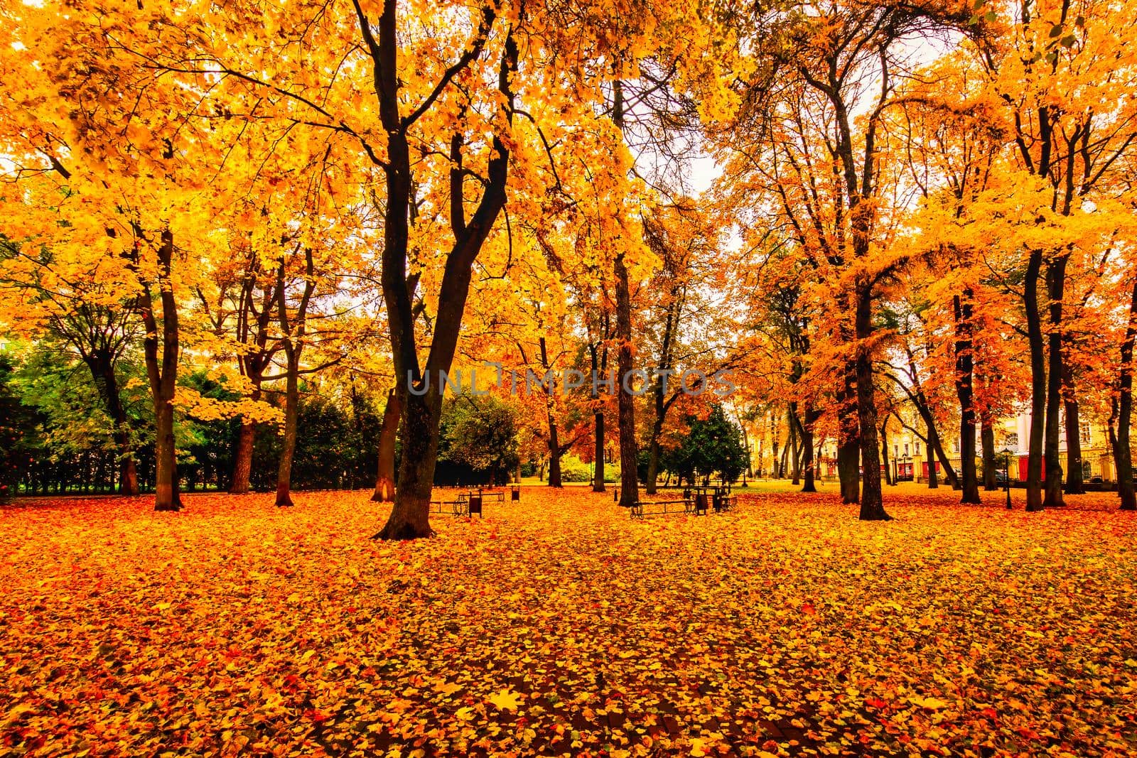 Golden autumn in a city park with trees and fallen yellow leaves on a cloudy day.