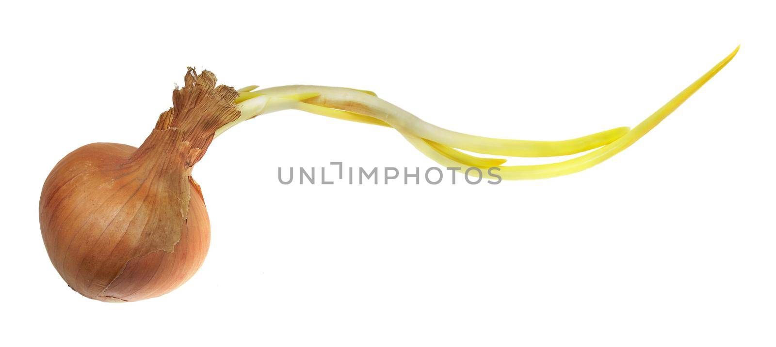 Green sprouted onion close up isolated on white background