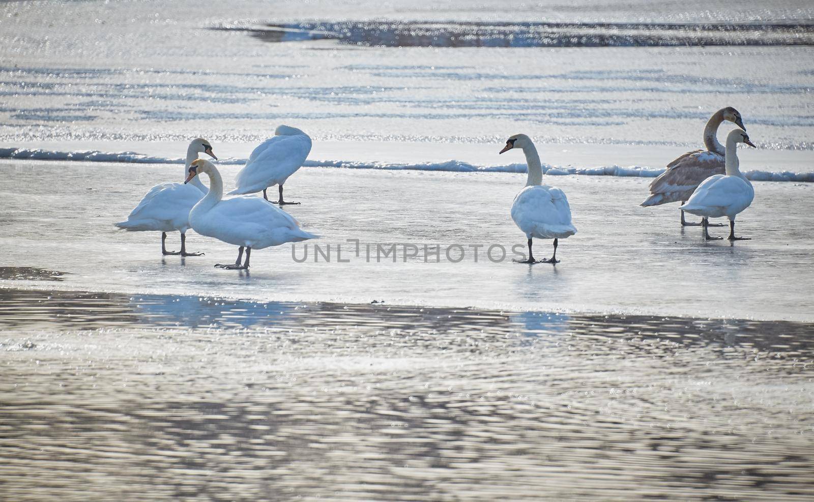 Group of white swans standing on the ice against water surface in winter.Beautiful mute swan pair standing and preening on icy pond.