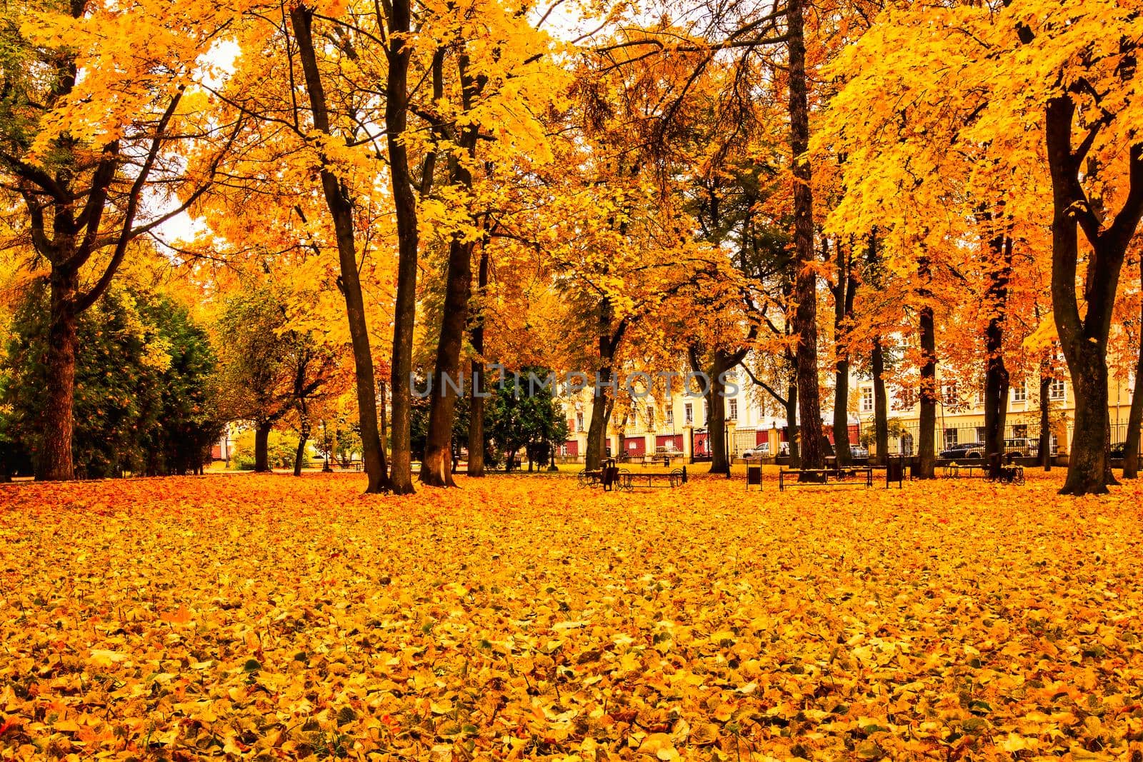 Golden autumn in a city park with trees and fallen yellow leaves on a cloudy day.