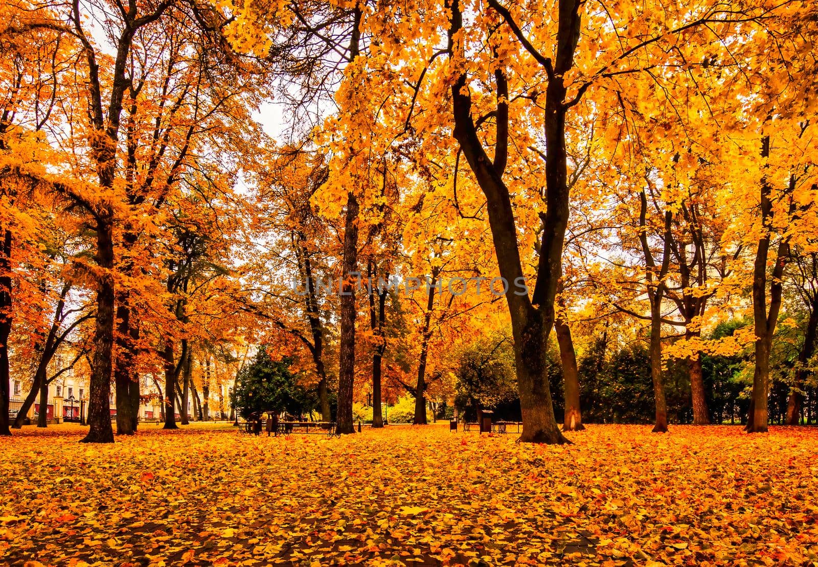 Golden autumn in a city park with trees and fallen yellow leaves on a cloudy day.