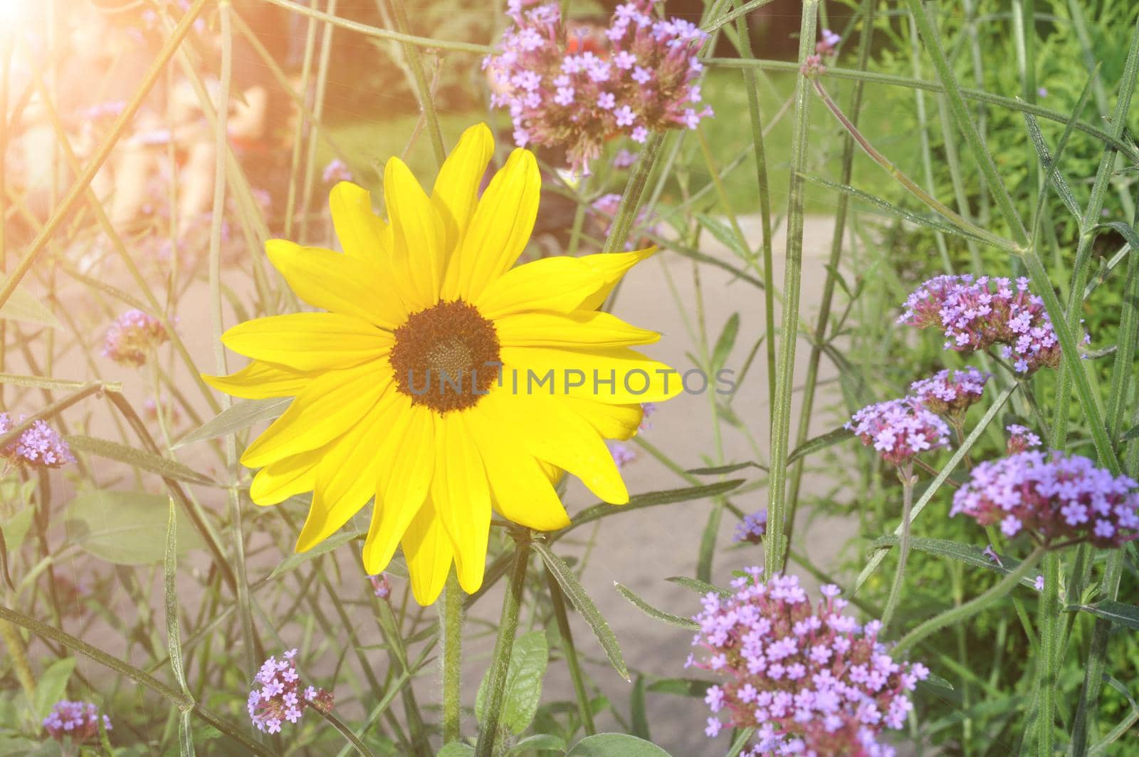 Yellow rudbeckia flower in the garden against the background of a flower garden. by AliaksaB