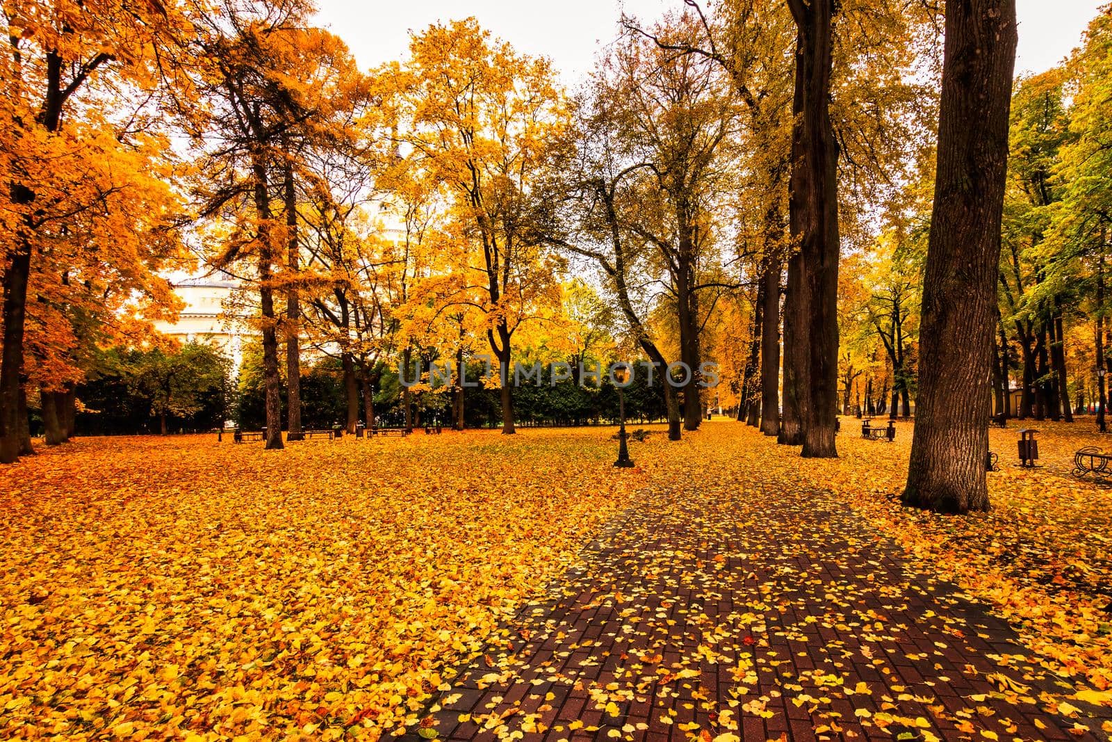 Golden autumn in a city park with trees and fallen leaves on a cloudy day. by Eugene_Yemelyanov