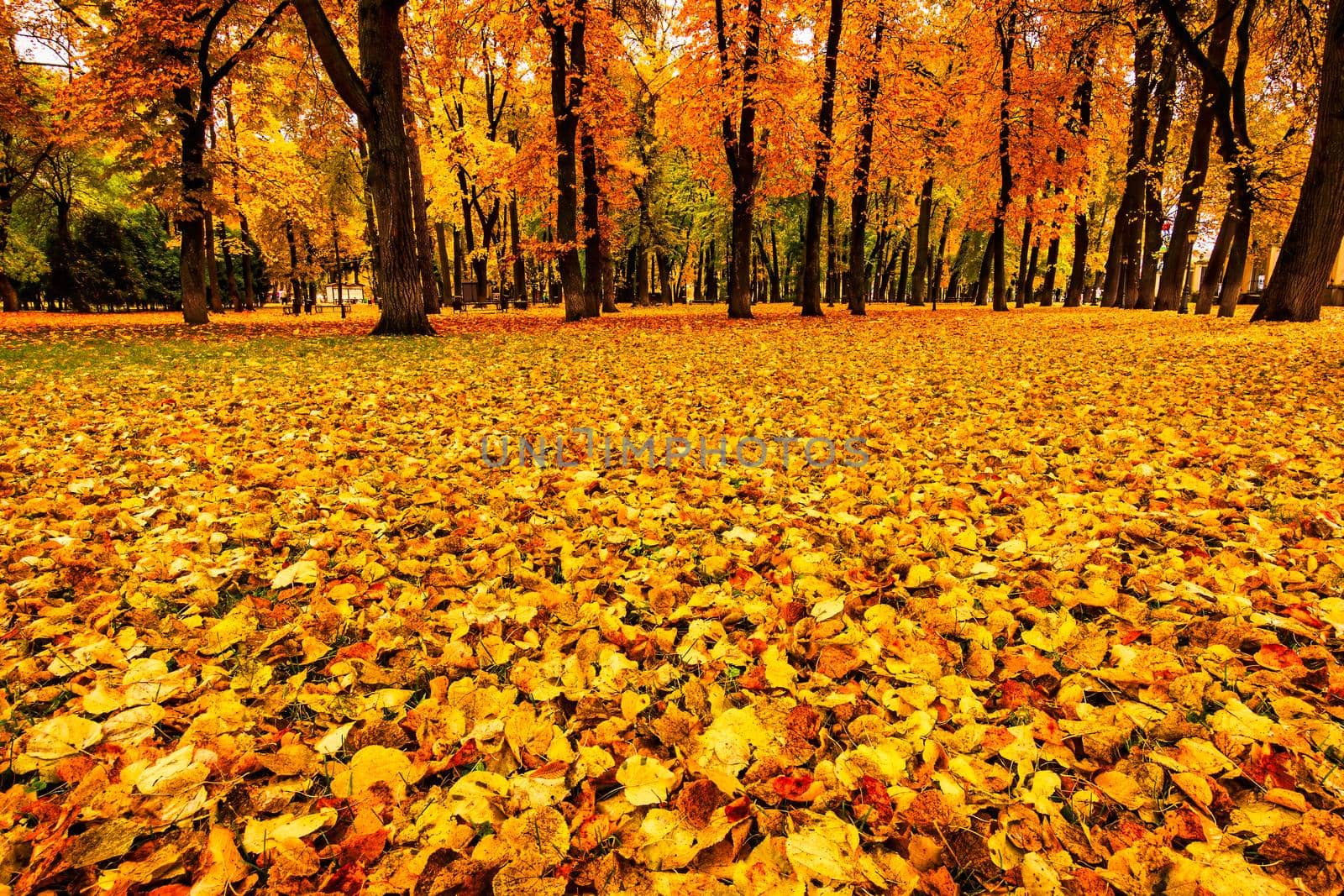 Golden autumn in a city park with trees and fallen yellow leaves on a cloudy day.