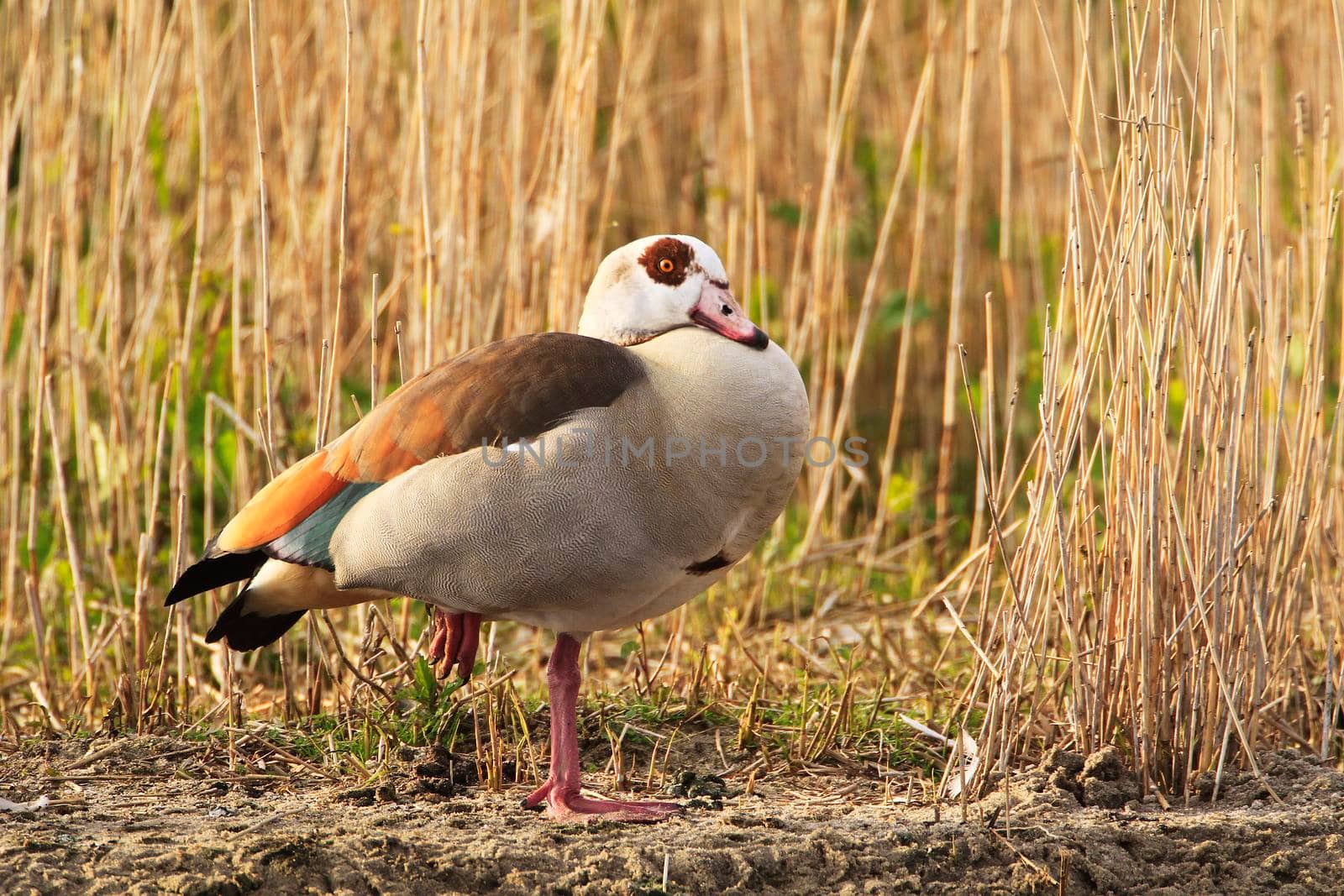 Egyptian Goose Swimming at the Peninsula Nordstrand, Germany, Europe by Weltblick