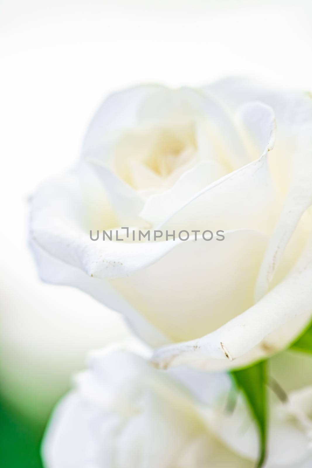 Wedding decoration, table decor and floral beauty, bouquet of white roses in luxury restaurant, beautiful flowers from summer garden by Anneleven