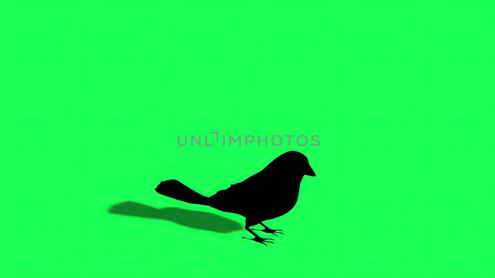 3d illustration - Silhouette of Sparrow - Green Screen