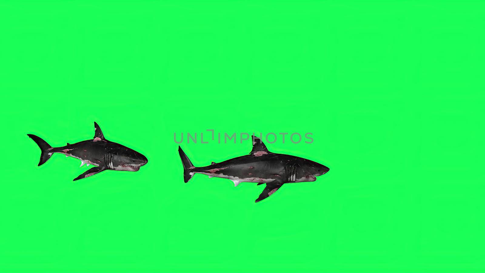 3d illustration - Shark  In A  Green Screen -  background