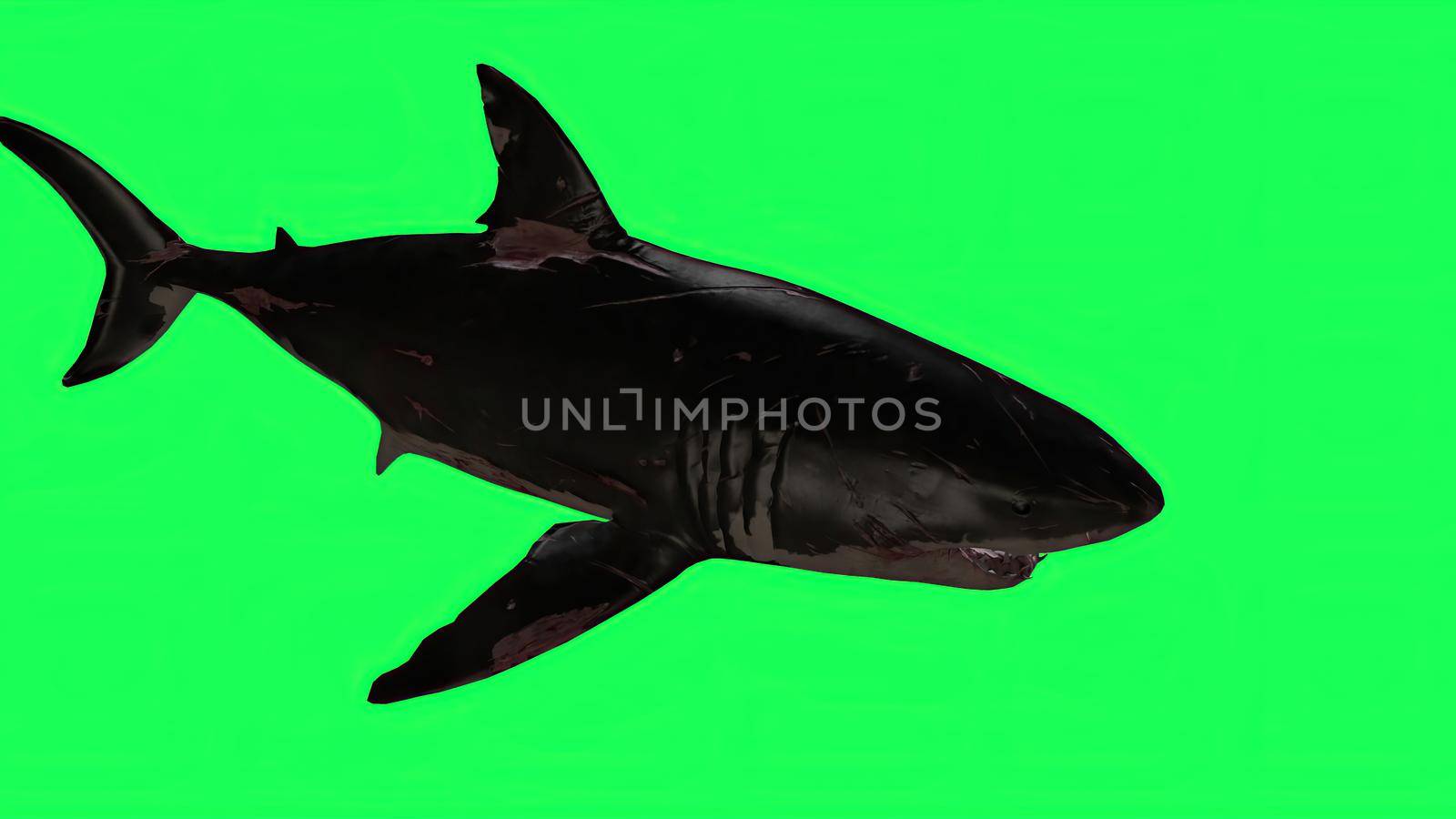 3d illustration - Shark  In A  Green Screen -  background by vitanovski