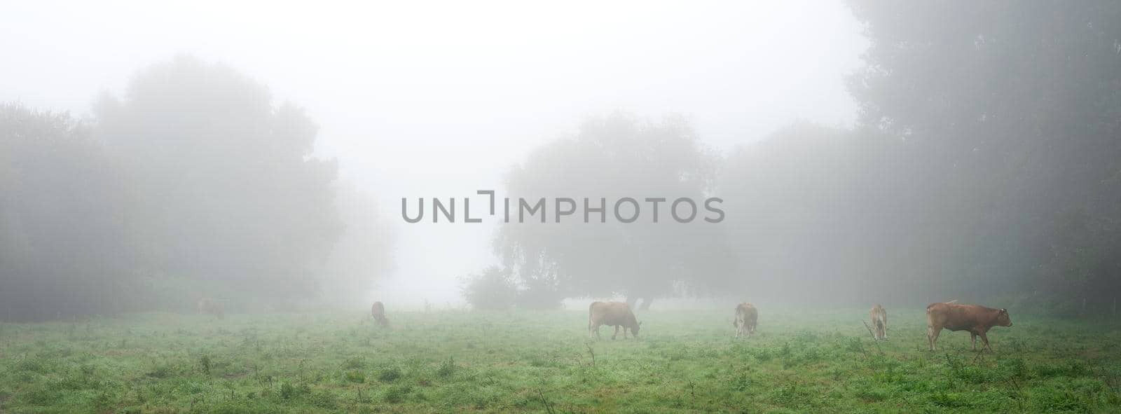 misty meadow with cows in french natural park boucles de la seine between rouen and le havre in summer by ahavelaar