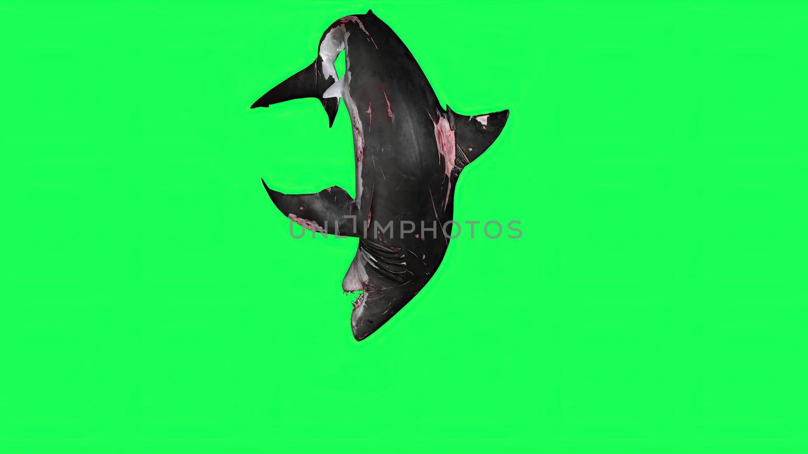 3d illustration - Shark  In A  Green Screen -  background by vitanovski