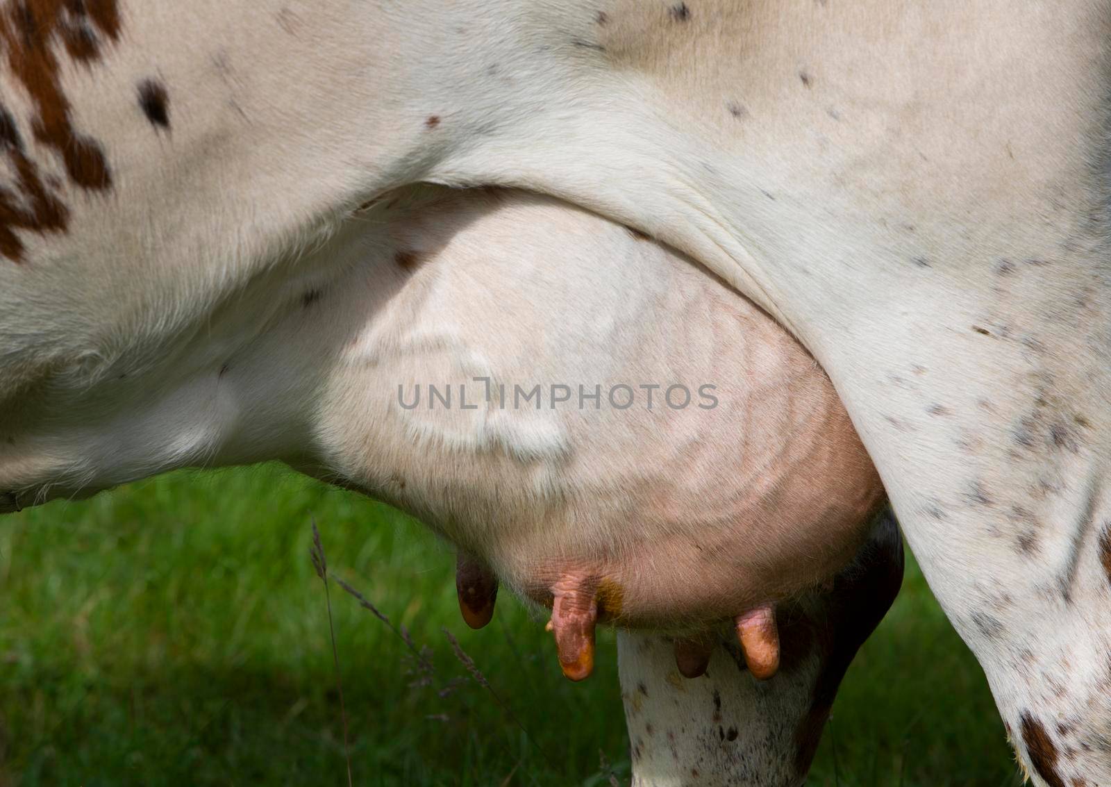 full udder under spotted cow in green grassy meadow in closeup