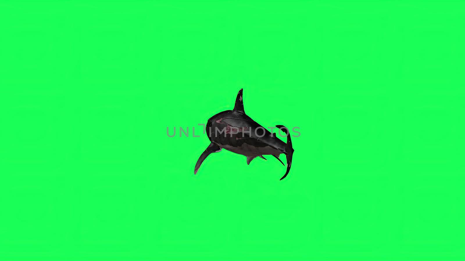 3d illustration - Shark  In A  Green Screen -  background by vitanovski