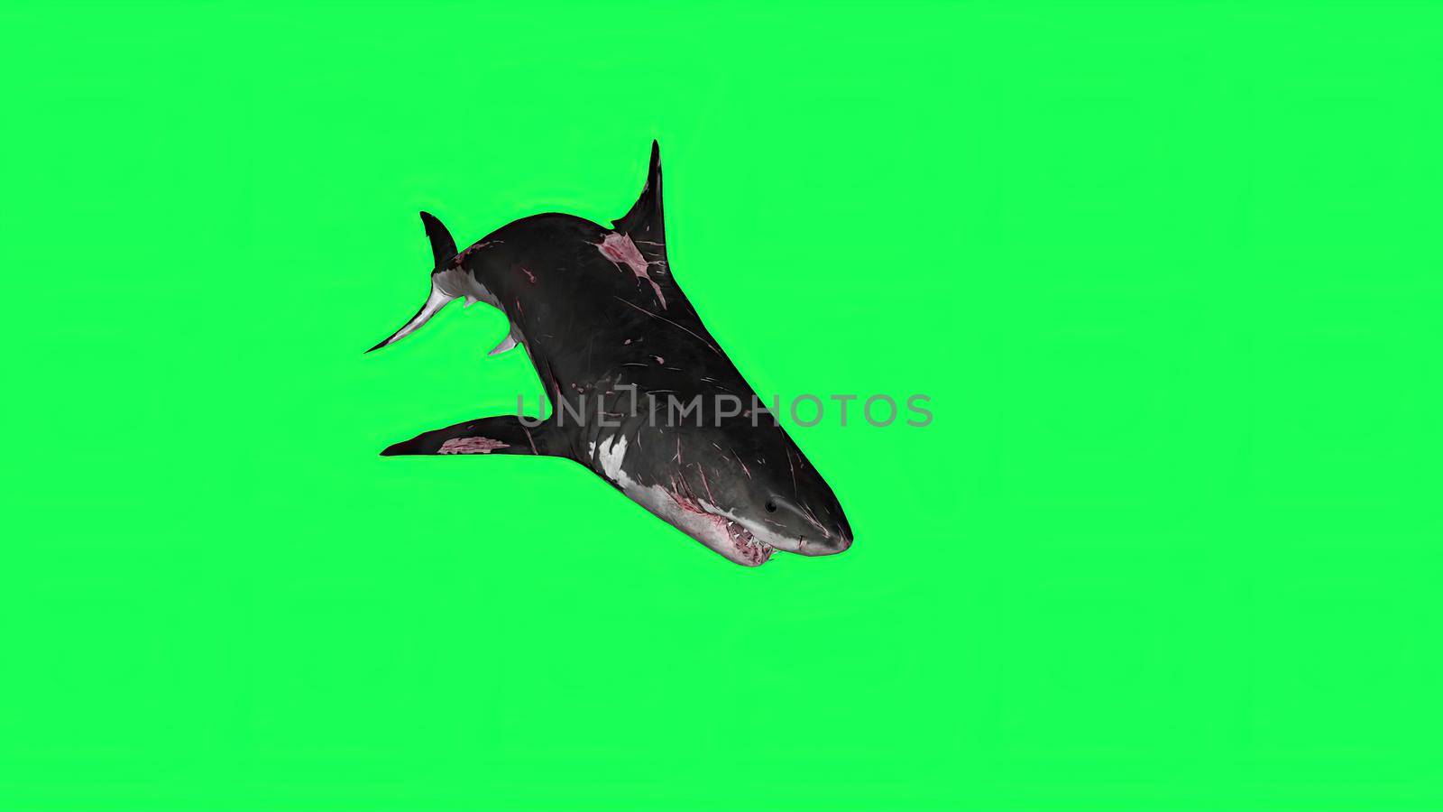 3d illustration - Shark  In A  Green Screen -  background