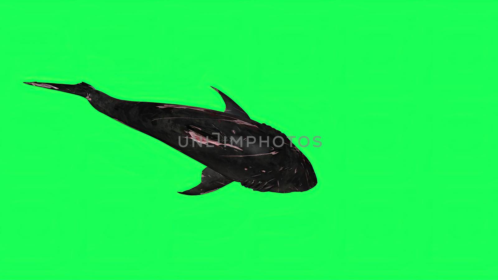 3d illustration - Shark  In A  Green Screen -  background by vitanovski