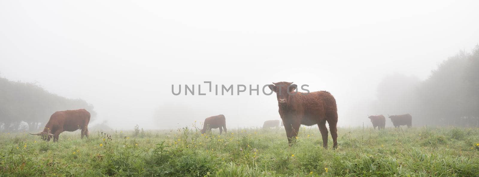 long horned cows in summer meadow on foggy morning in regional park boucles de la seine between rouen and le havre in northern france