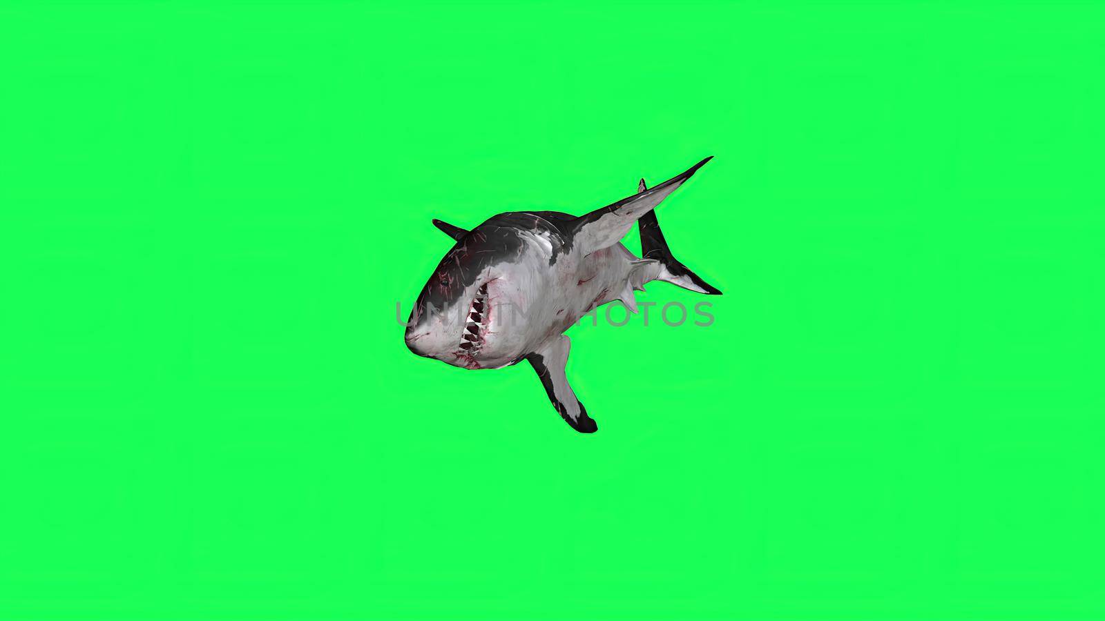 3d illustration - Shark  In A  Green Screen -  background by vitanovski