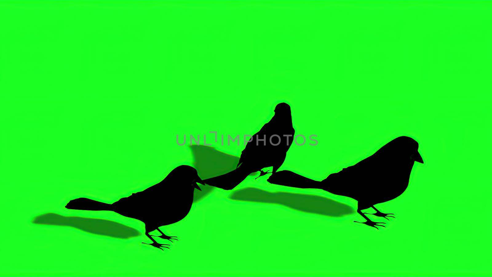 3d illustration - Silhouette of Sparrow - Green Screen